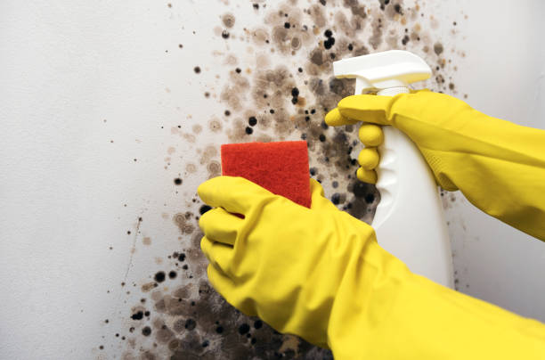 Insurance-Related Mold Remediation